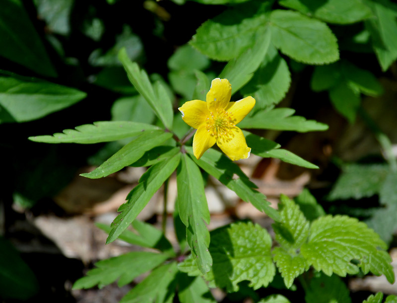 Изображение особи Anemone ranunculoides.