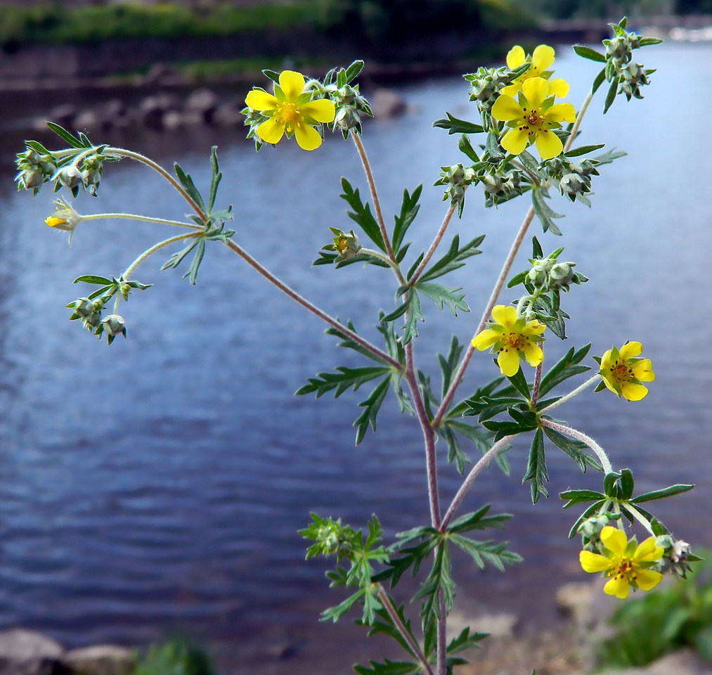 Изображение особи Potentilla argentea.