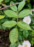 Rosa stylosa. Лист. Германия, г. Дюссельдорф, Ботанический сад университета. 02.06.2014.