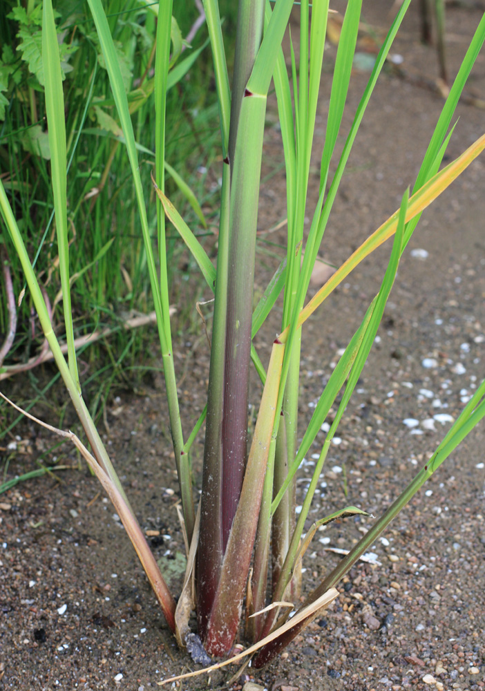 Image of Zizania latifolia specimen.