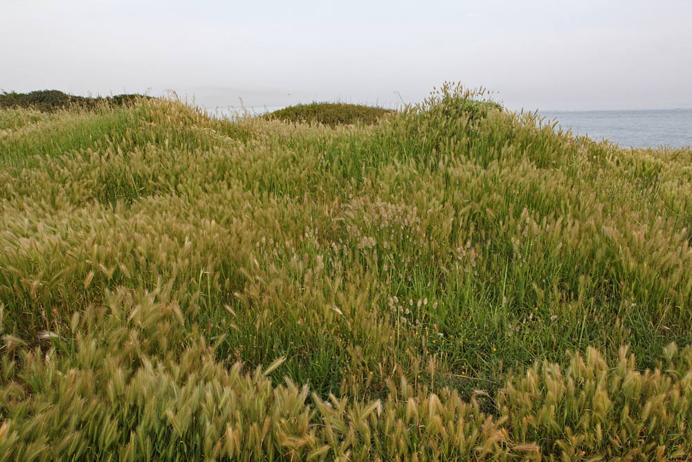 Изображение особи Hordeum murinum.