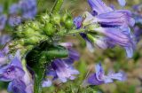 род Penstemon