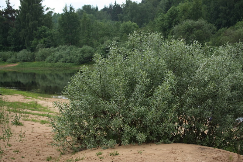 Изображение особи Salix viminalis.