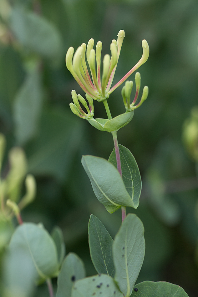 Image of Lonicera etrusca specimen.