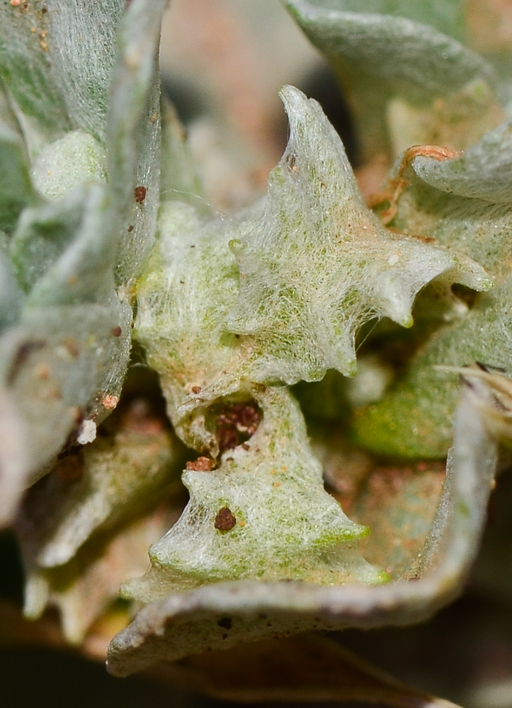 Image of Micropus supinus specimen.
