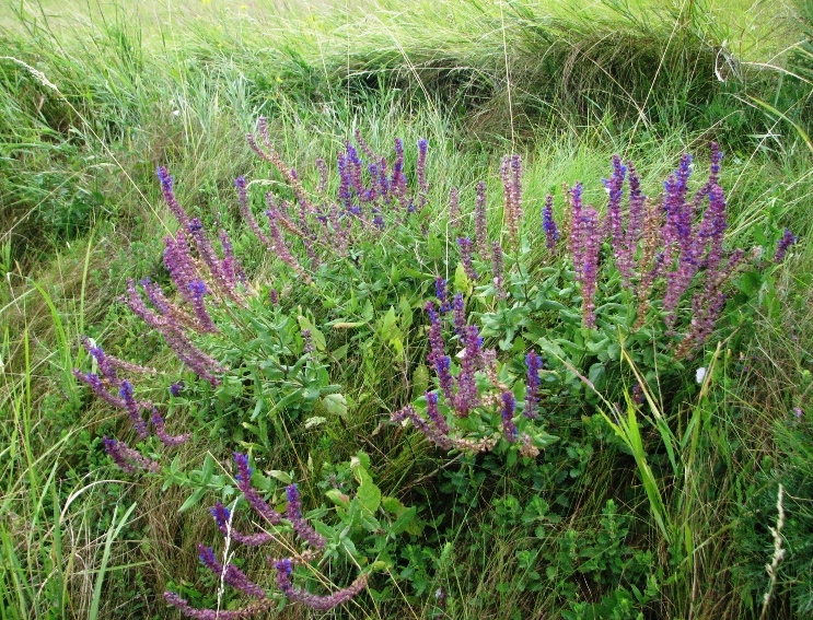 Image of Salvia nemorosa specimen.