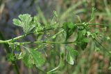 Apium graveolens. Лист. Крым, Севастополь, окр. пос. Любимовка. 26.07.2014.