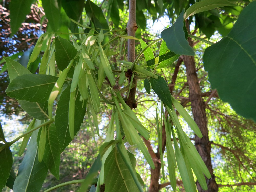 Изображение особи Fraxinus pennsylvanica.