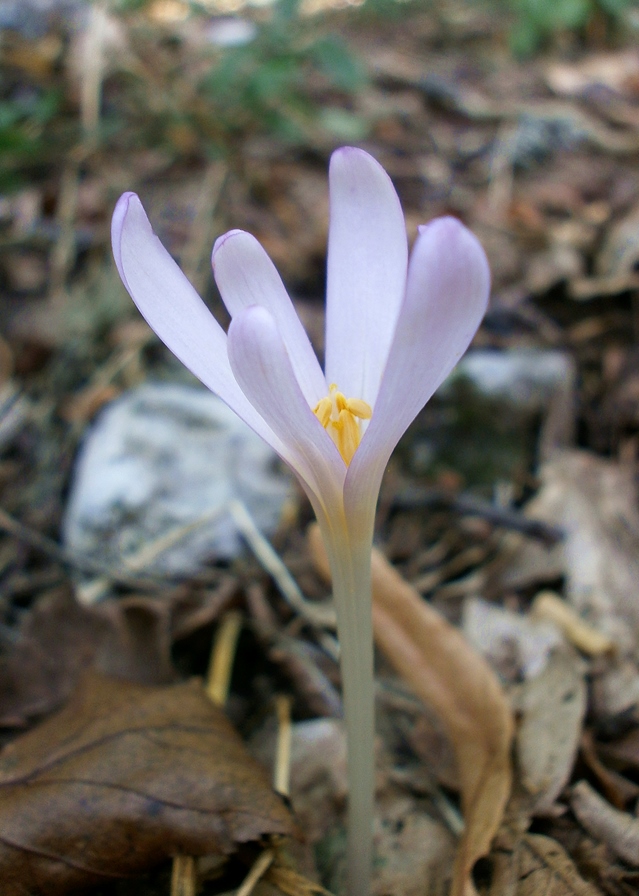 Изображение особи Colchicum umbrosum.