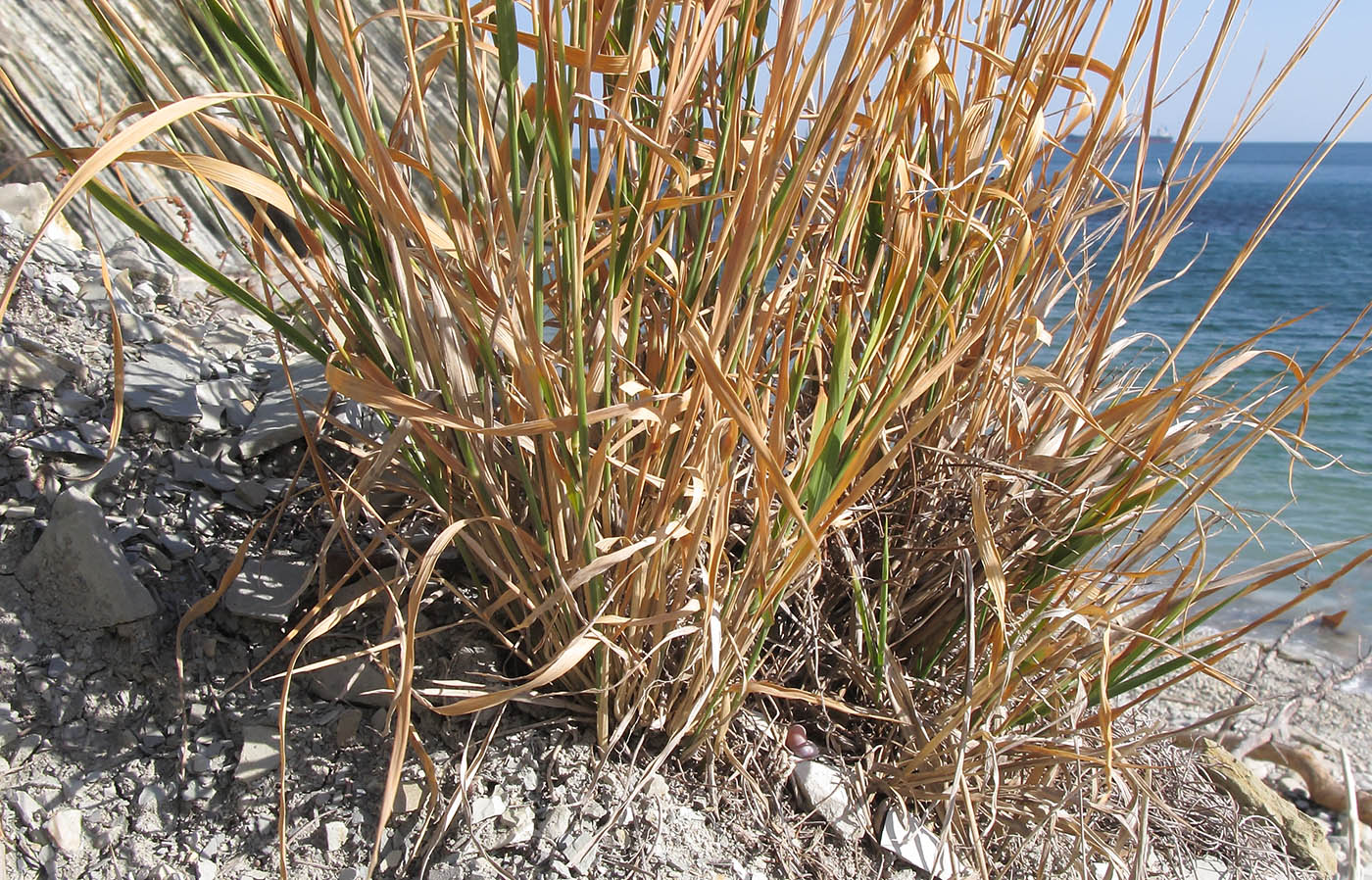 Изображение особи Brachypodium rupestre.