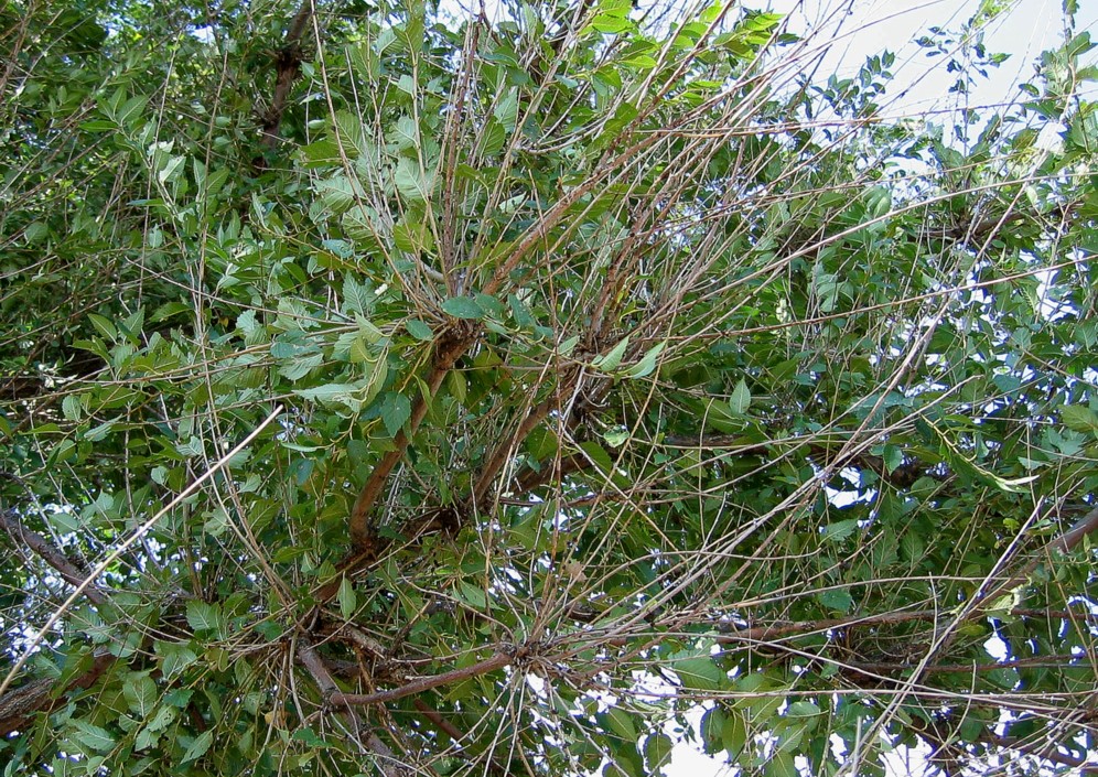 Изображение особи Ulmus pumila.