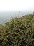 Atriplex halimus. Побеги. Израиль, Шарон, северная окраина г. Герцлия, высокий берег Средиземного моря. 05.05.2014.