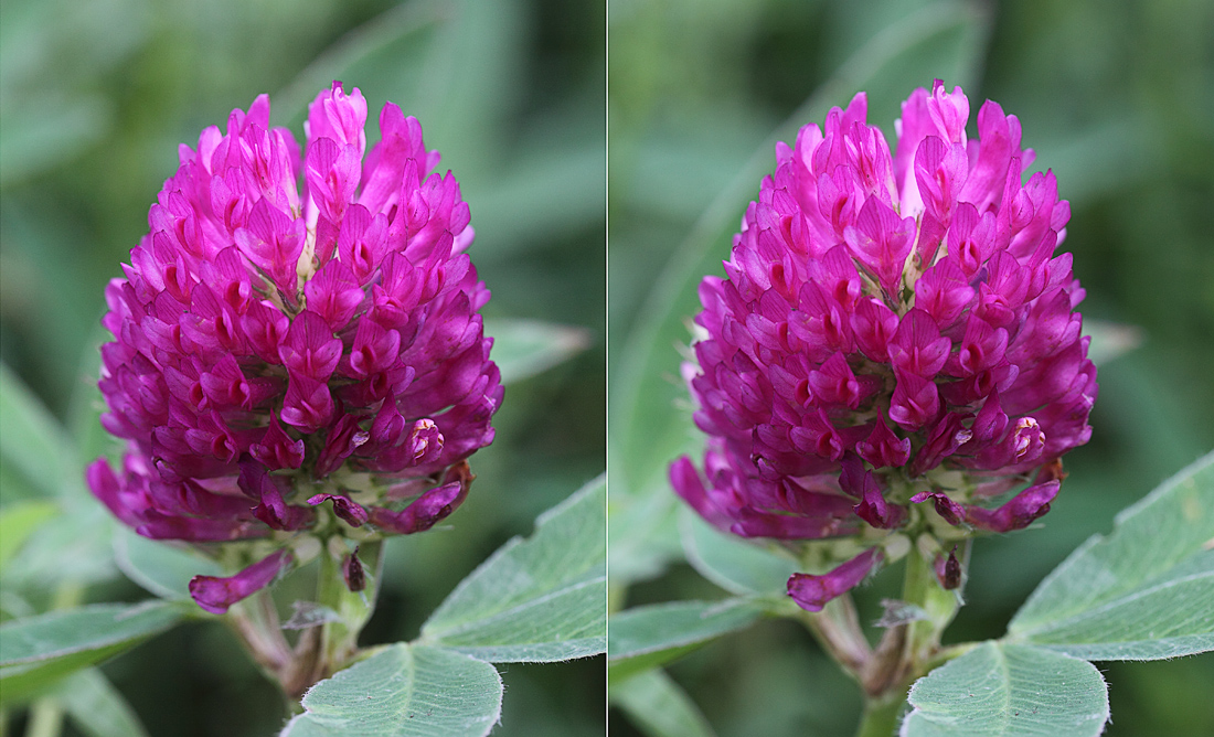 Image of Trifolium medium specimen.