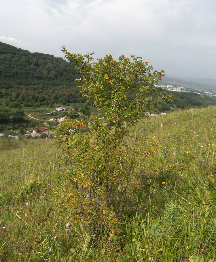 Image of Rosa rubiginosa specimen.