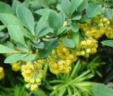 Berberis