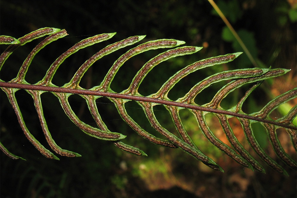 Image of Blechnum spicant specimen.