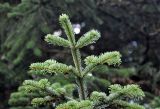 Abies nordmanniana. Верхушка ветви (вид снизу). Карачаево-Черкесия, окр. пос. Домбай. 28.07.2014.