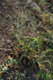 Cousinia vicaria