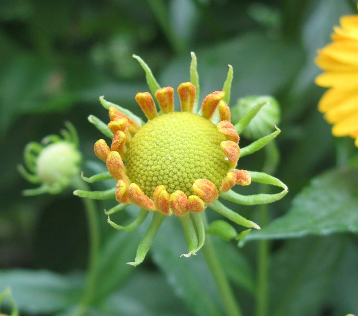 Изображение особи Helenium autumnale.