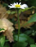 Bellis perennis. Цветонос с соцветием. Москва, ГБС. 3 октября 2008 г.