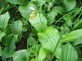 Cypripedium yatabeanum