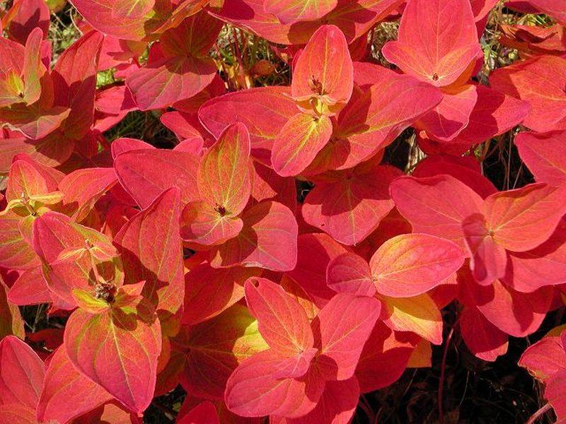 Image of Hypericum kamtschaticum specimen.