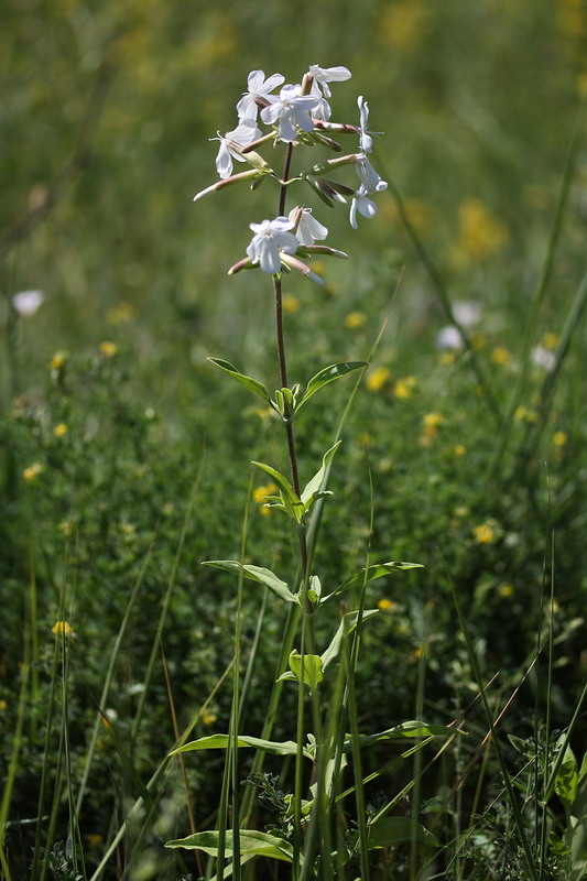 Изображение особи Saponaria officinalis.