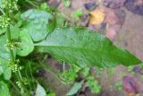 Rumex obtusifolius