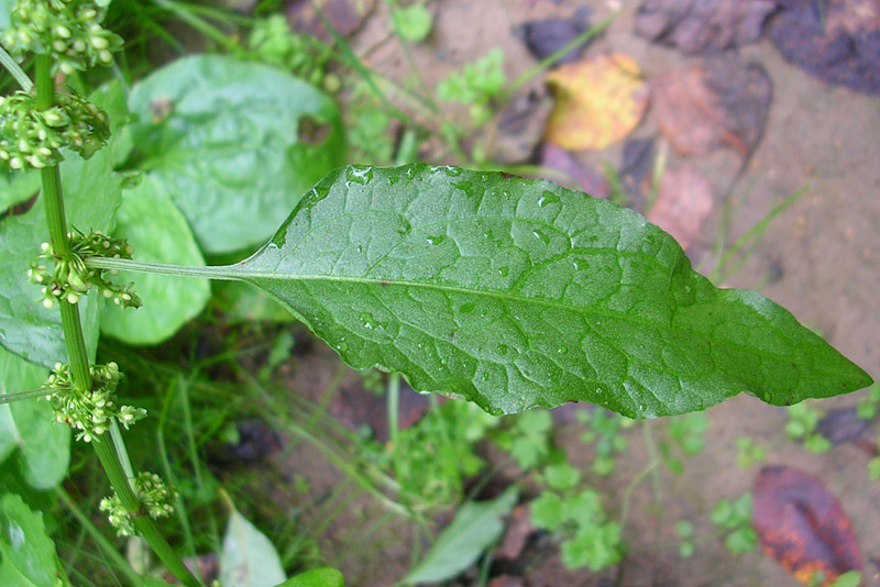 Изображение особи Rumex obtusifolius.