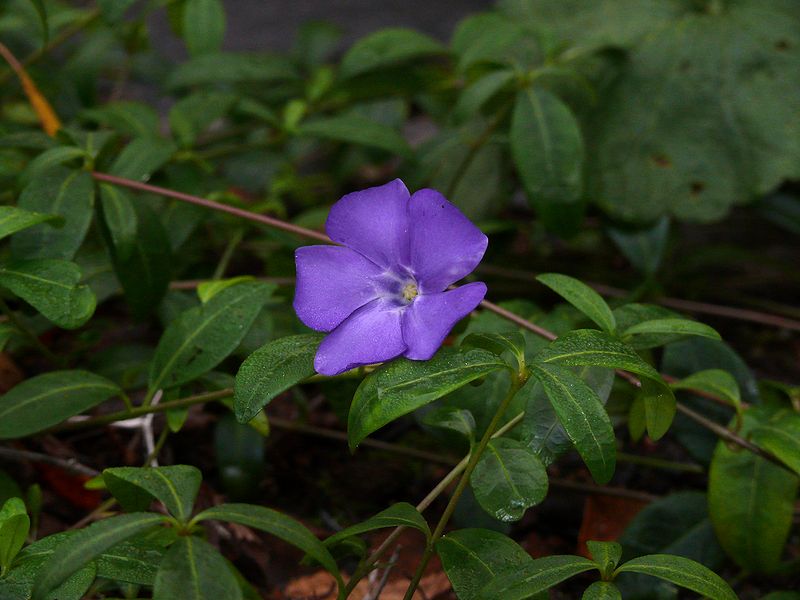 Image of Vinca minor specimen.