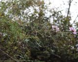 Chrysanthemum sinuatum. Цветущее растение. Алтай, окр. пос. Манжерок. 23.08.2009.