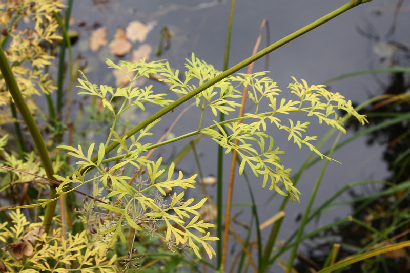 Изображение особи Thyselium palustre.