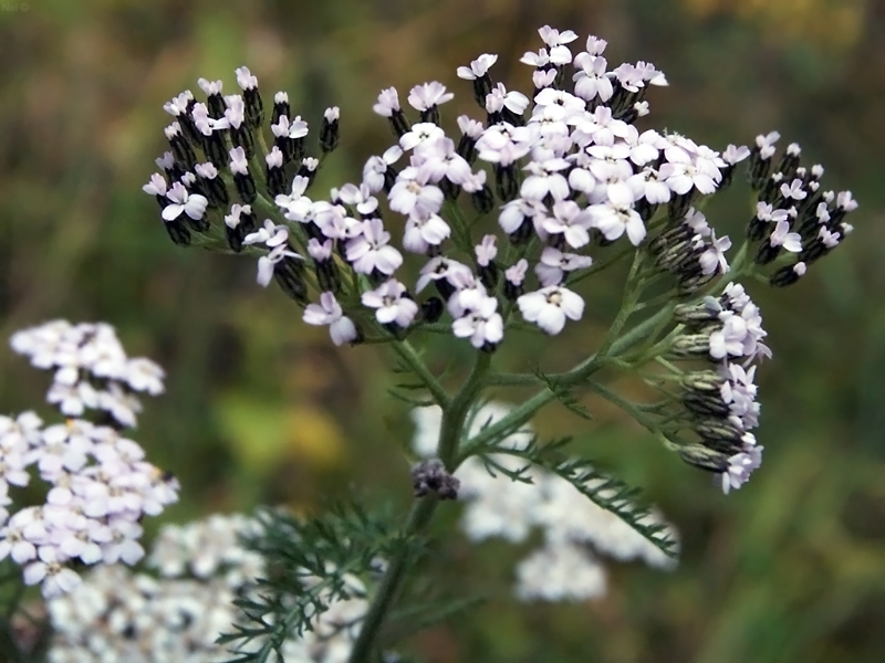 Image of genus Achillea specimen.