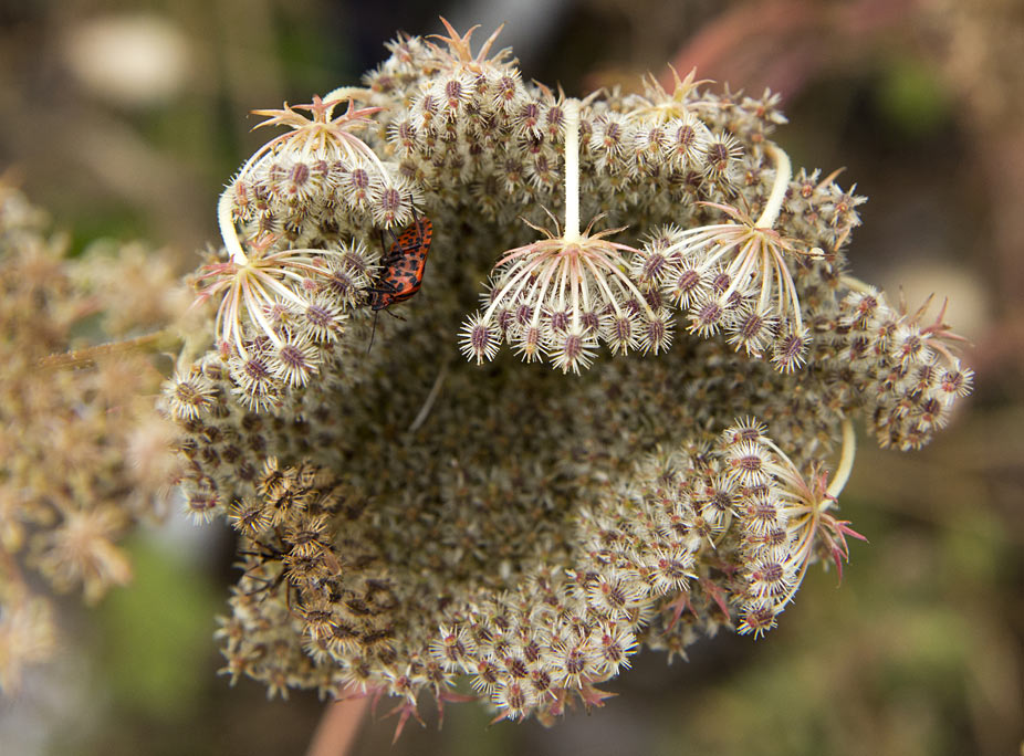 Image of Daucus carota specimen.