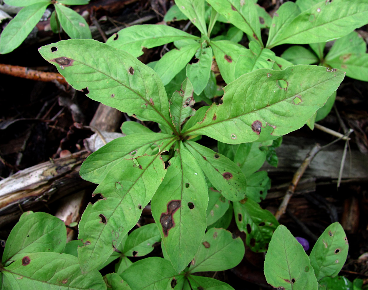 Image of Trientalis europaea specimen.