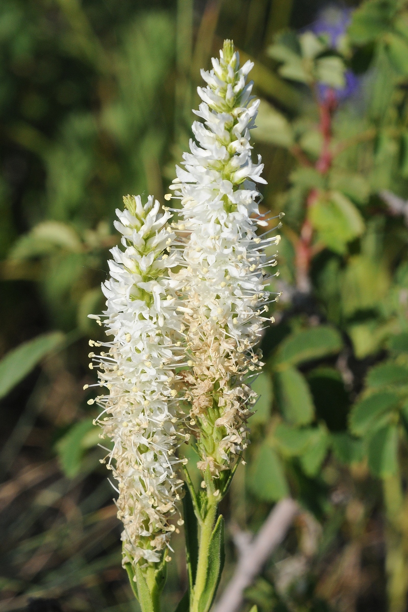 Изображение особи Veronica porphyriana.