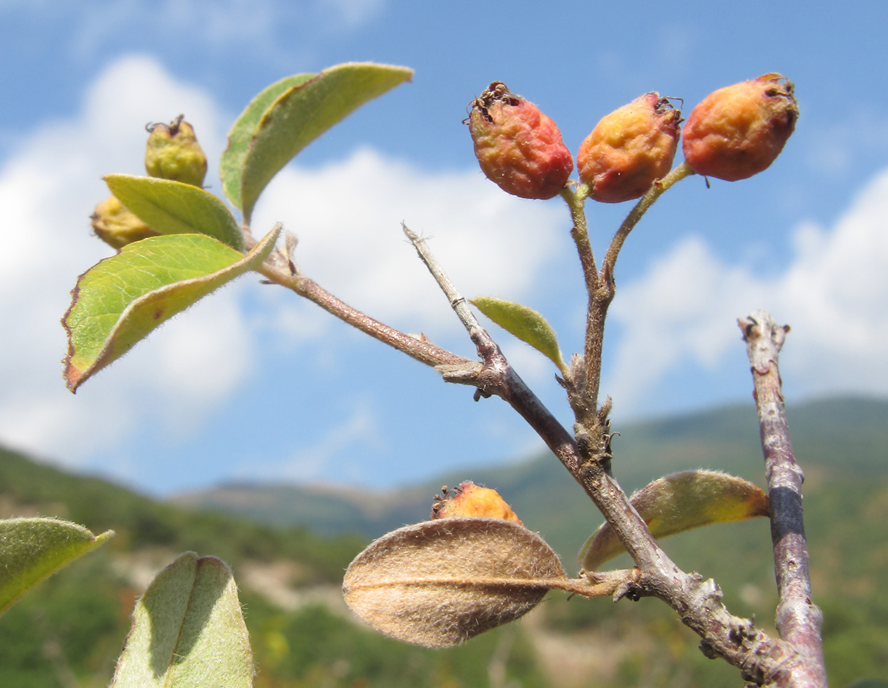 Изображение особи Cotoneaster suavis.