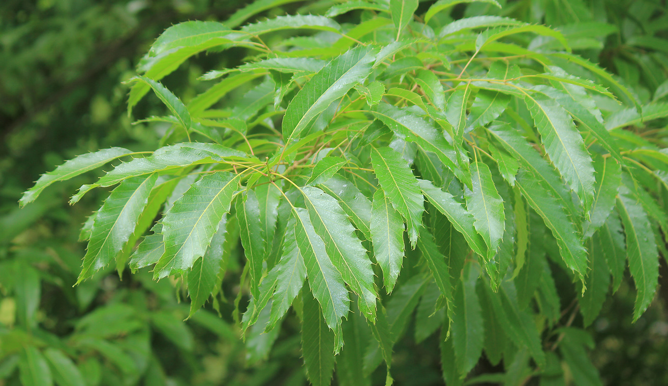 Image of Quercus variabilis specimen.