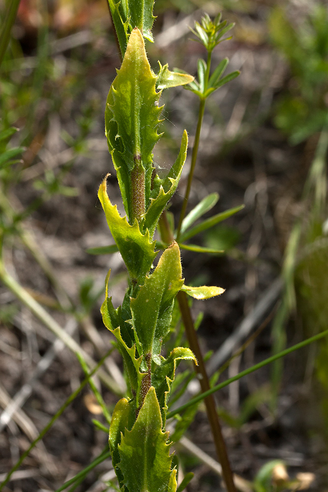 Image of Arabis gerardii specimen.