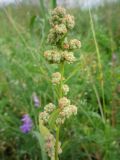 Chenopodium album. Верхушка побега с соплодиями. Архангельская обл., Вельский р-н, пос. Усть-Шоноша. Август 2009 г.