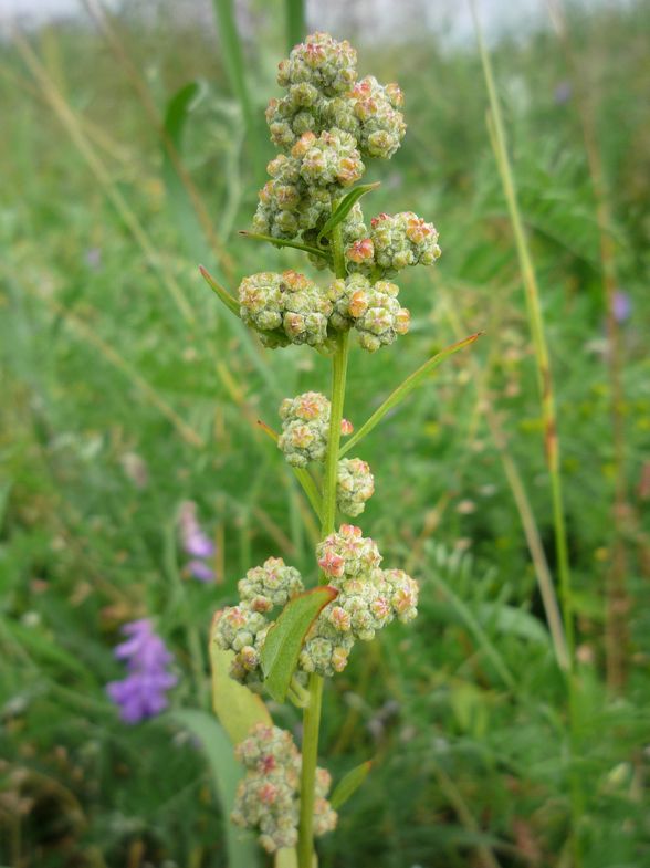 Изображение особи Chenopodium album.