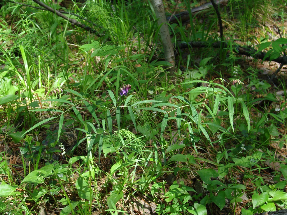 Image of Vicia venosa specimen.