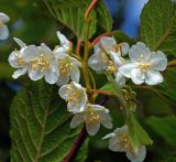 Actinidia kolomikta