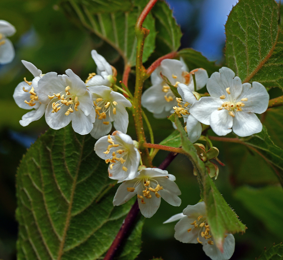 Изображение особи Actinidia kolomikta.