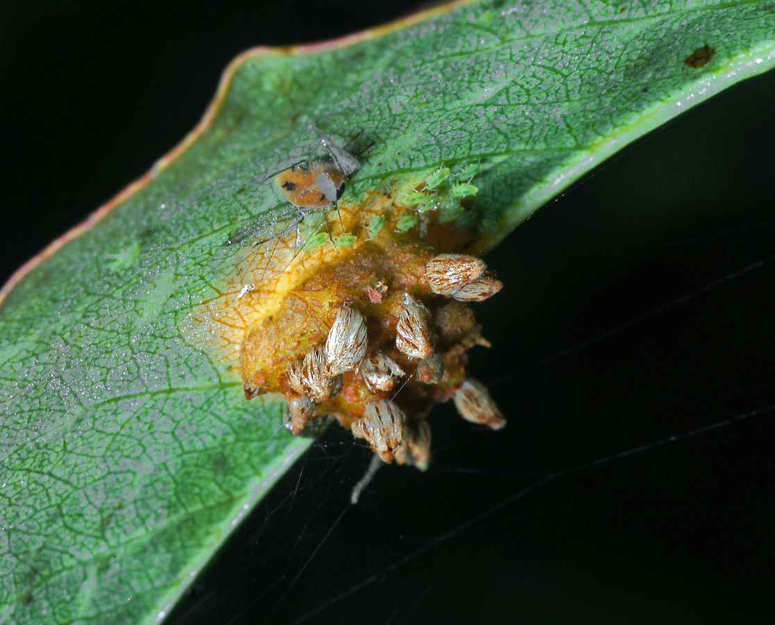 Image of Pyrus communis specimen.