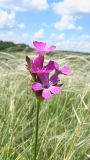 Dianthus andrzejowskianus