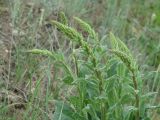 Verbascum nigrum. Верхушки побегов с развивающимися соцветиями. Иркутская обл., Иркутский р-н, окр. с. Пивовариха, долина р. Ушаковка. 30.06.2014.