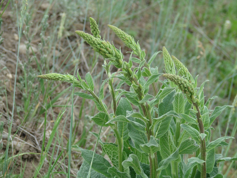 Изображение особи Verbascum nigrum.