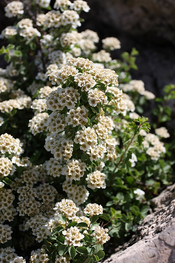 Image of Spiraea pilosa specimen.