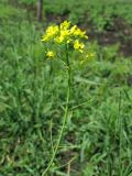 Brassica campestris